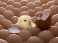Chick