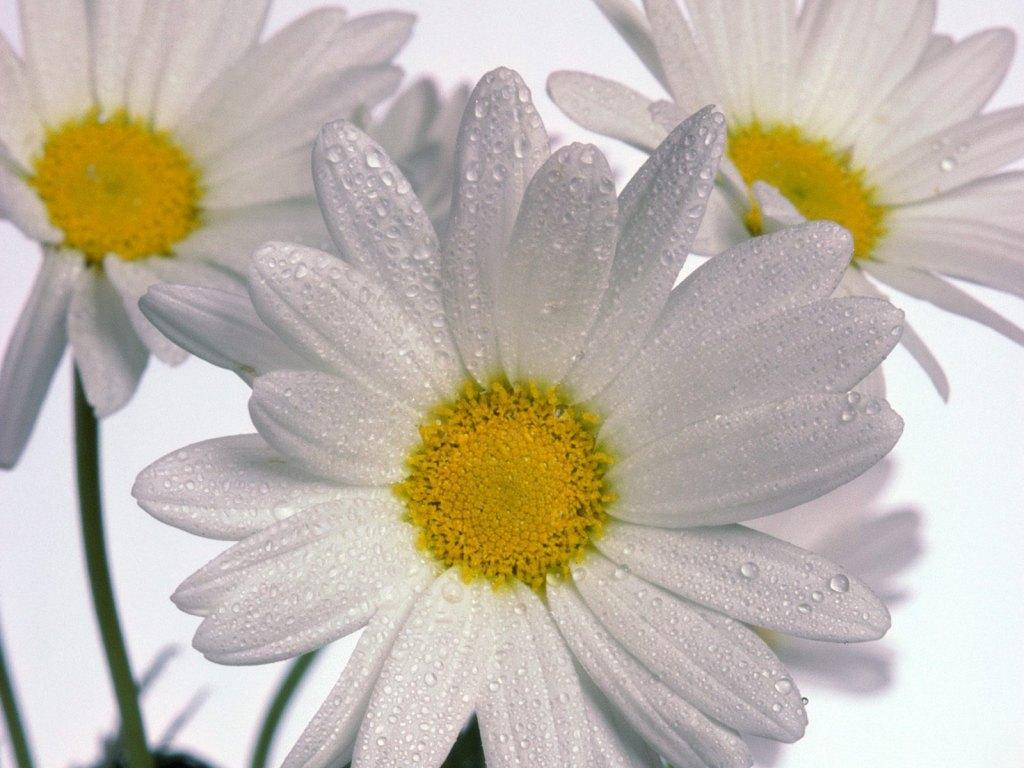 daisy2
