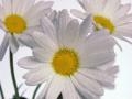 daisy2