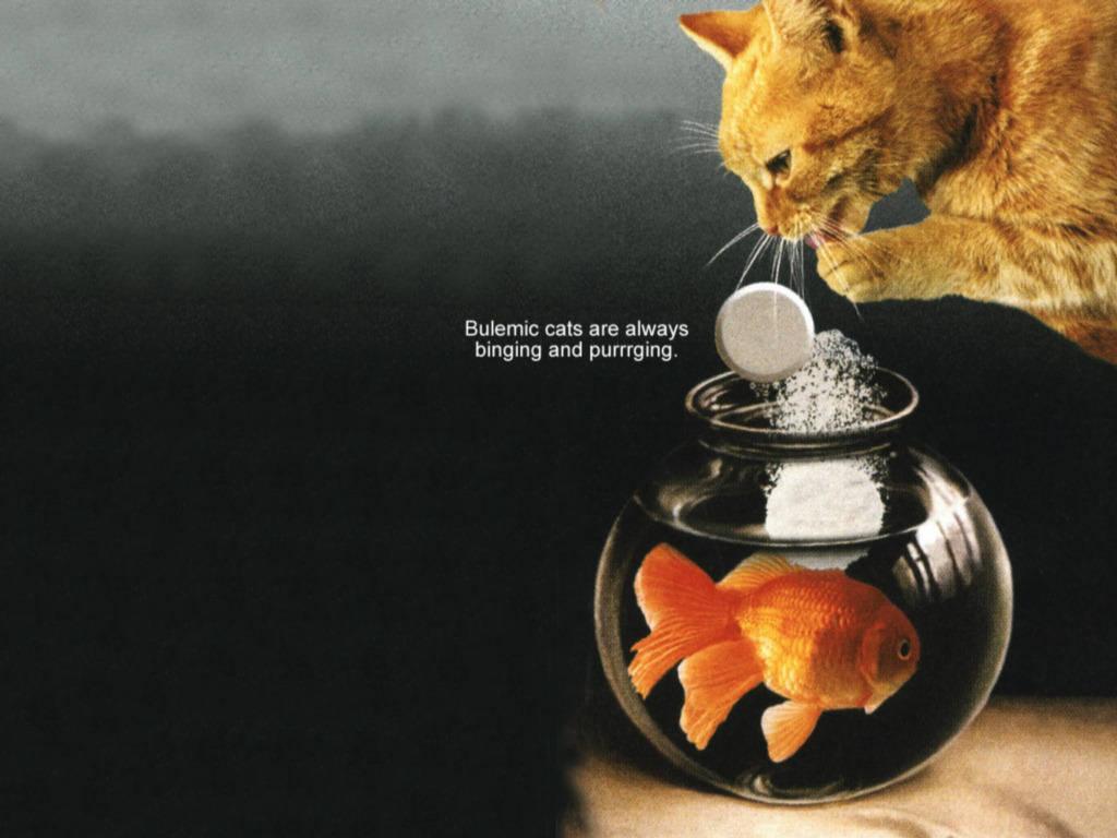 Bulimic Cat