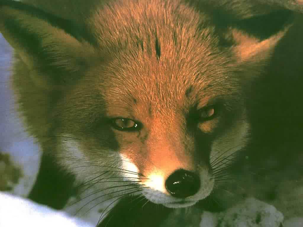 Winter's Fox
