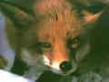 Winter's Fox