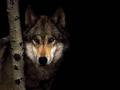 Wolfen Tree
