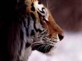 Majestic Tiger