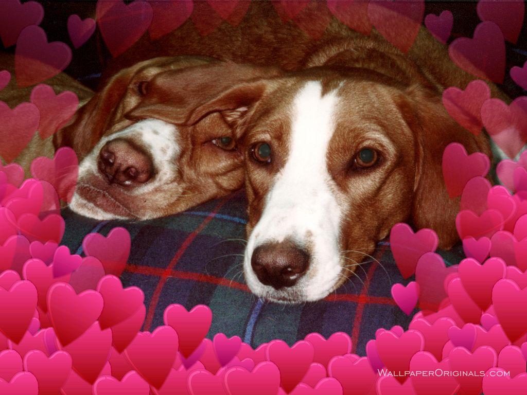 Canine Love