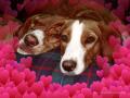 Canine Love