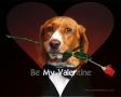 Happy Valentines Day