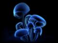 Glowing 'Shrooms