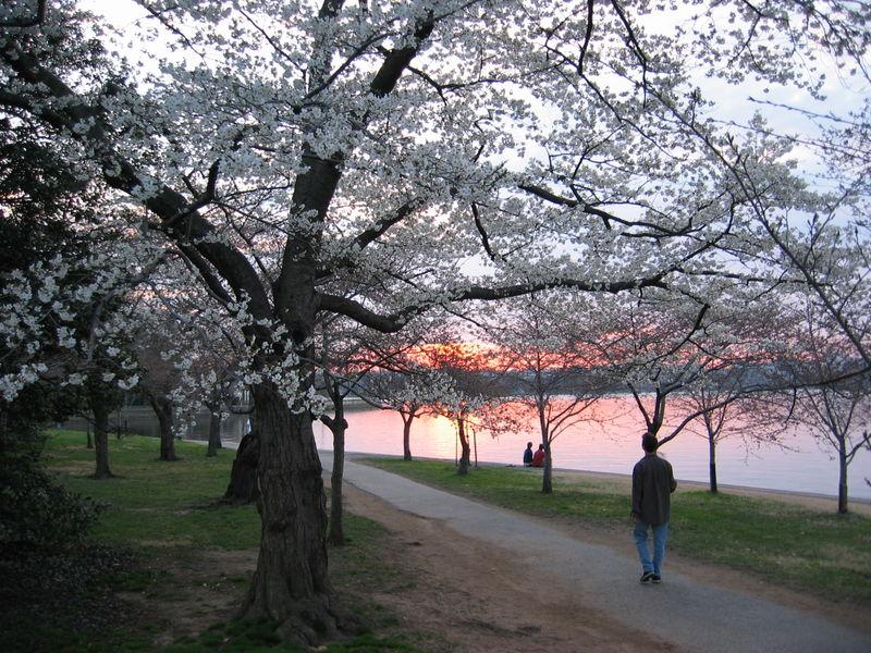 Japanese Cherry Trees