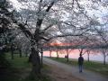 Japanese Cherry Trees