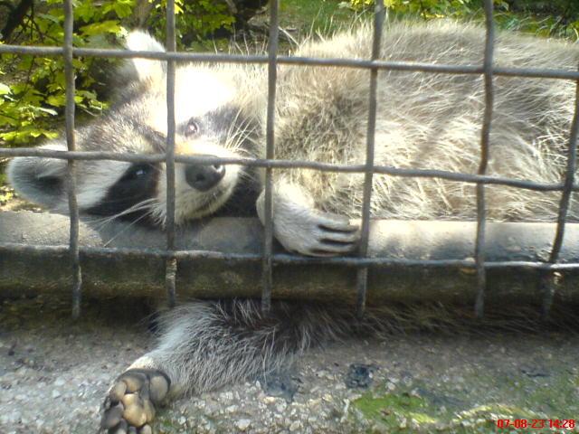 In the zoo
