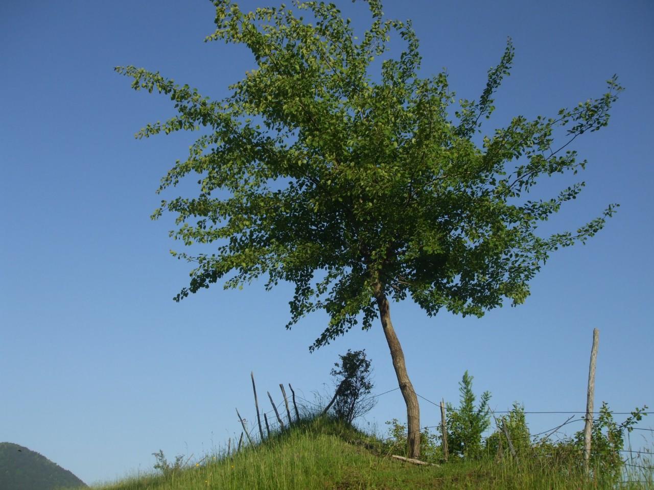 tree 
