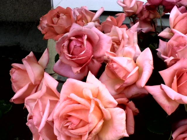 Pink roses