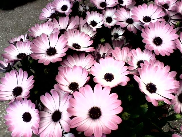 Pink flowers