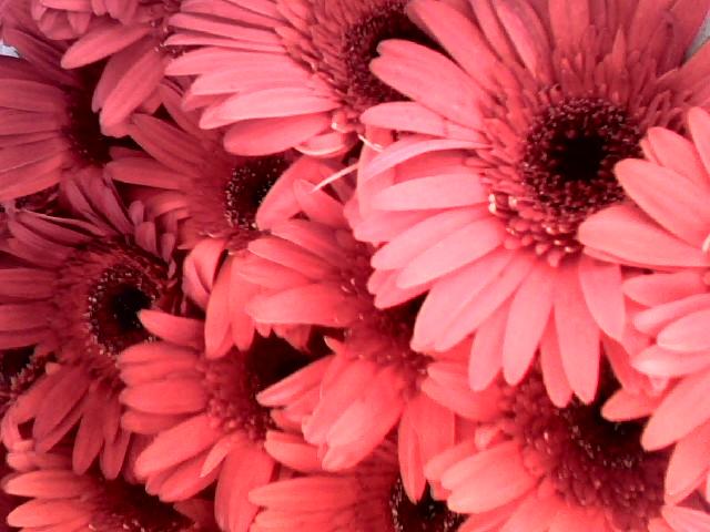 Red gherberea