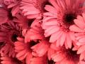 Red gherberea