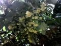 Linden tree