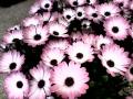 Purple flowers