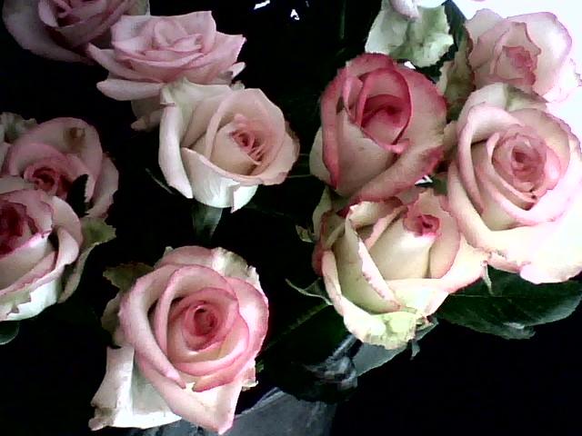 Roses