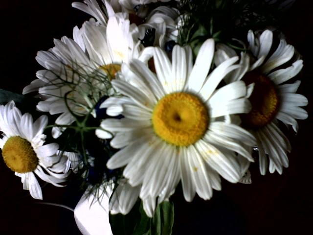 Daises