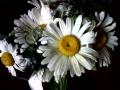 Daises