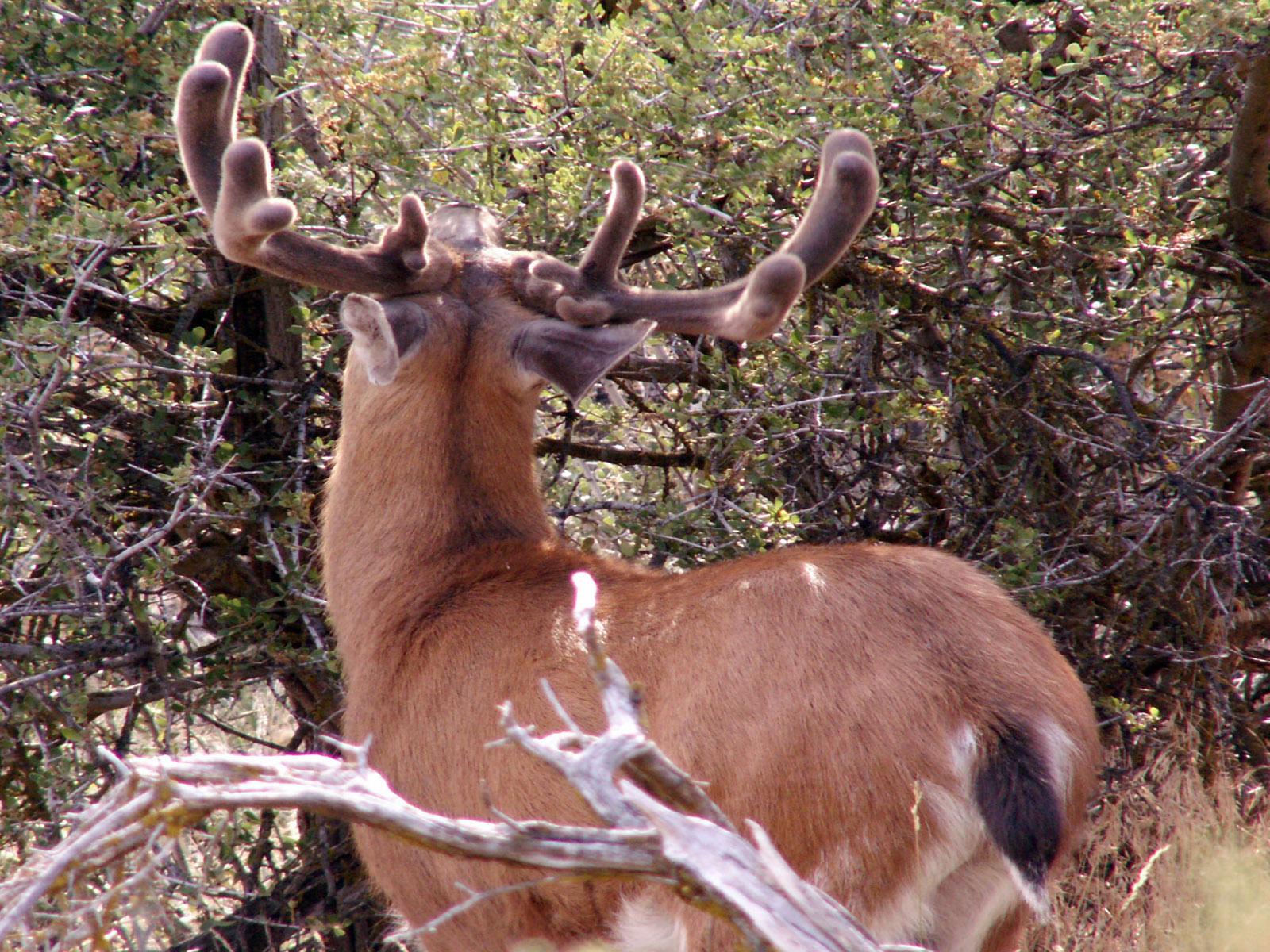 buck