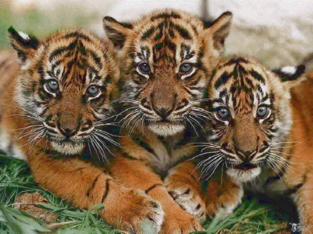 tigers