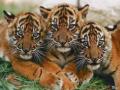 tigers