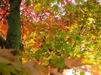 Fall Leaves