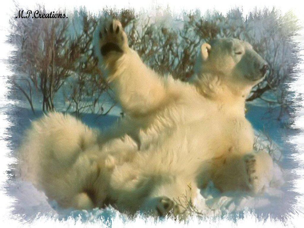 PolarBear