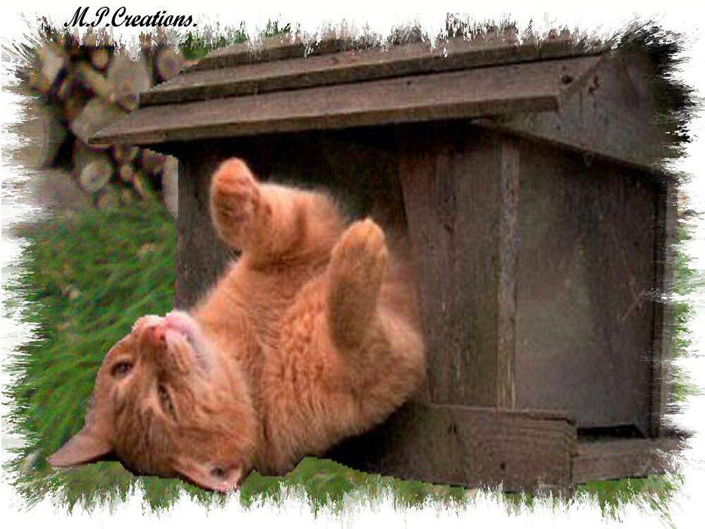 Cats1