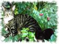 Cats3