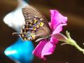 Flutter fly