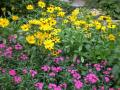 background: Canadian Flowers