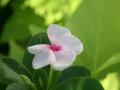 Flower in summer
