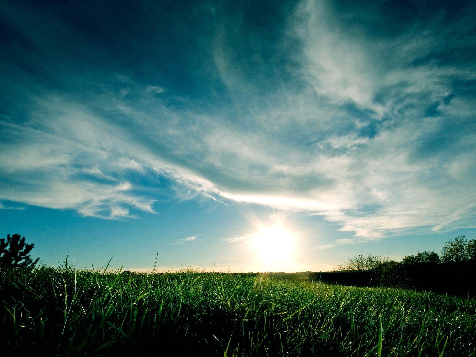 grass