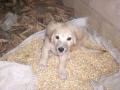background: Beautiful Dog in Corn