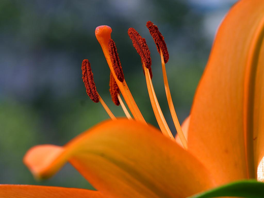 Orange Flower Closeup