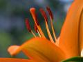 Orange Flower Closeup