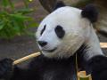 Happy Panda