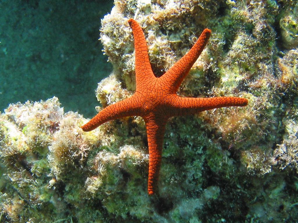 Seastar