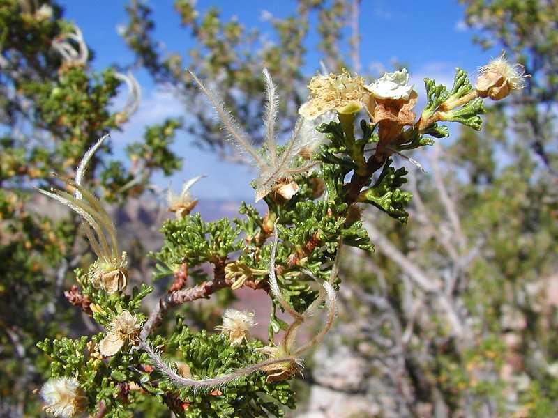 Strange Flower in the Grand Canyon