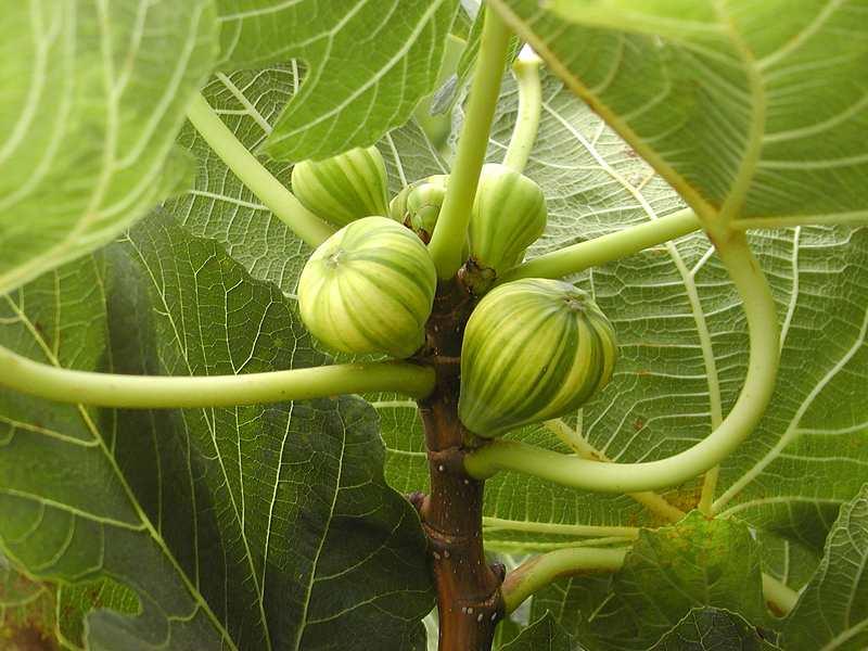 Lemon Lime Figs