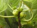 Lemon Lime Figs