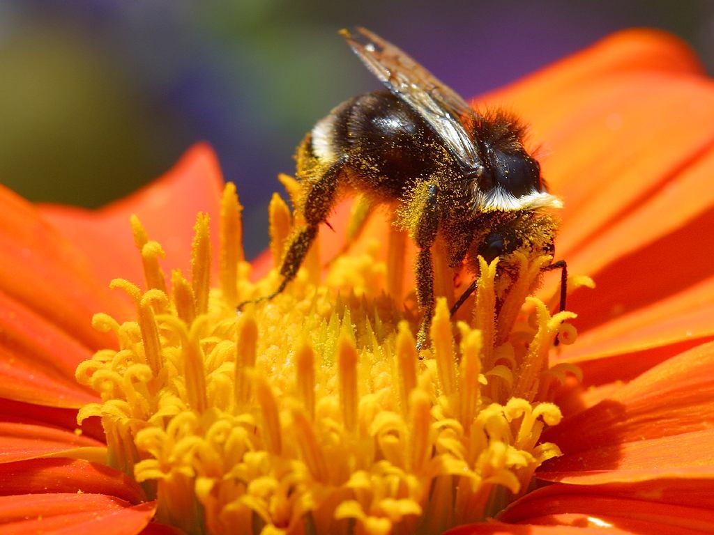 Macro Bee