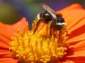 Macro Bee