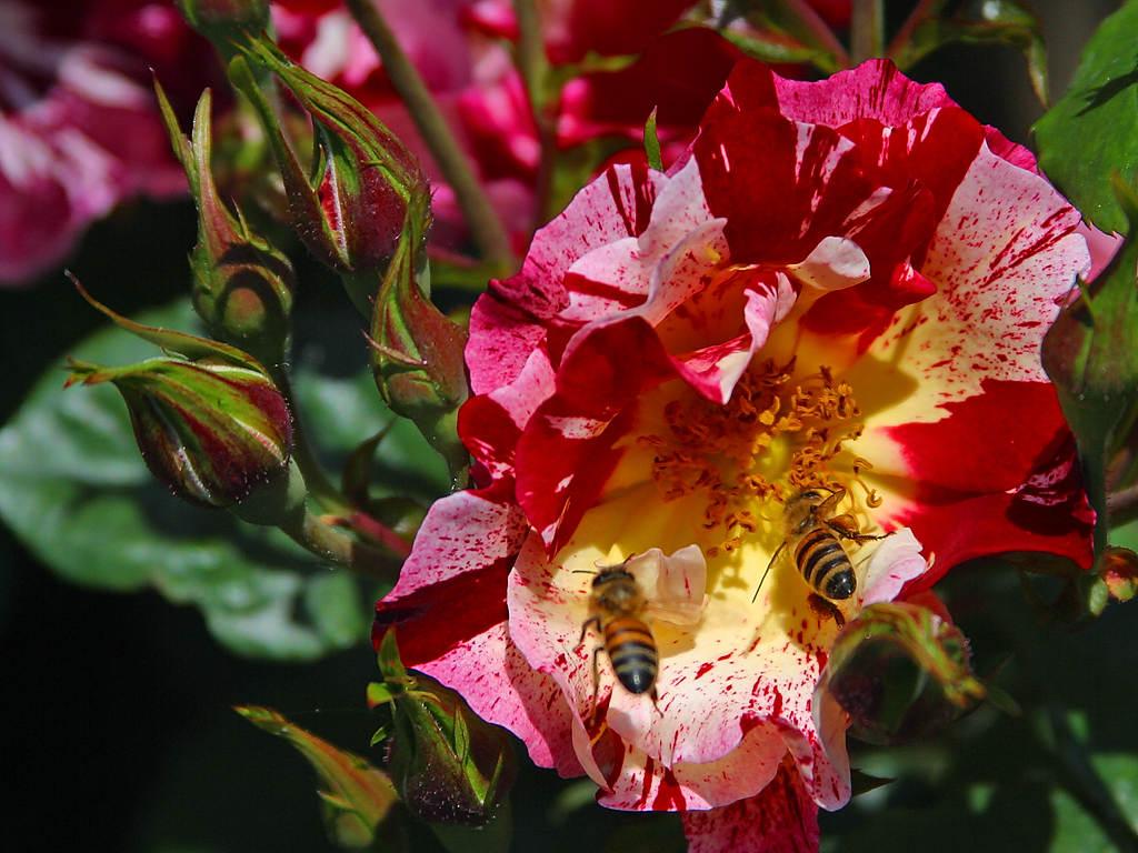 Balboa Flower