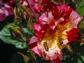 Balboa Flower