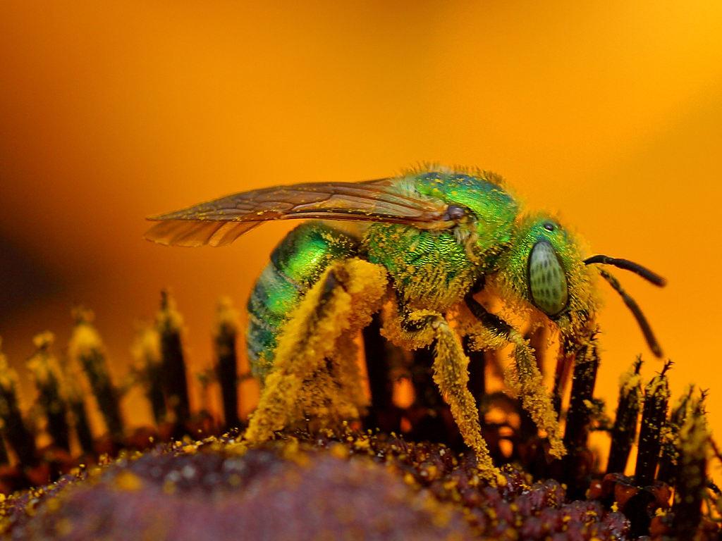 Green Sweat Bee