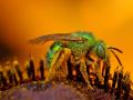 Green Sweat Bee